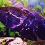 freshwater fish - astronotus ocellatus - tiger oscar stocking in 90 gallons tank - Tiger Oscar aka Soul Sister Little Tiger This fish does what my other 2 oscars do and follows them where they go, and is the least dominant of my 3 oscars.