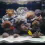 34 gallons reef tank (mostly live coral and fish) - 34G Red Sea Max