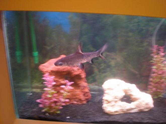 freshwater fish - balantiocheilus melanopterus - bala shark stocking in 55 gallons tank - this is my 8 inch bala shark he is very shy and i dont know why
