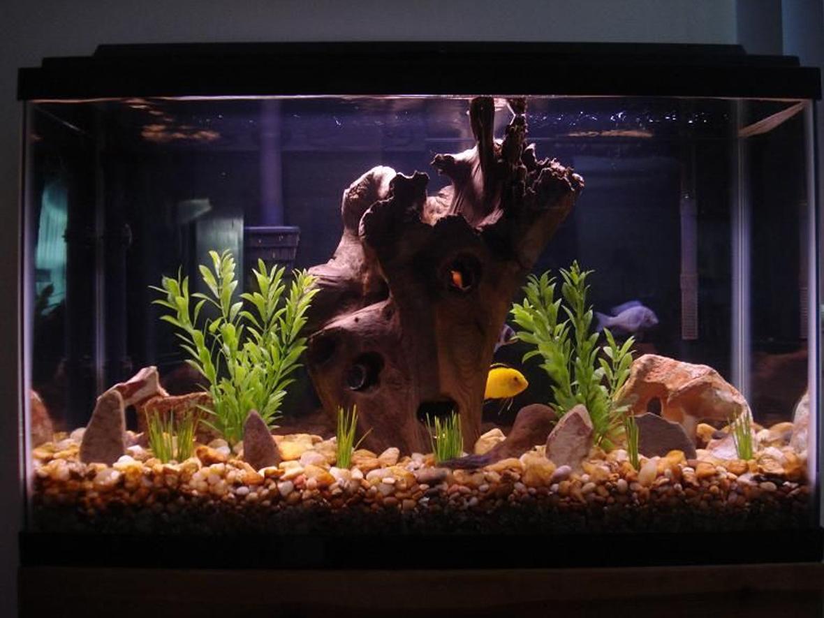 29 gallons freshwater fish tank (mostly fish and non-living decorations) - Cichlid Tank