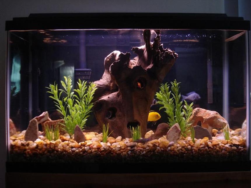 Rated #79: 29 Gallons Freshwater Fish Tank - Cichlid Tank