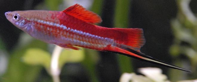 freshwater fish - xiphophorus helleri - swordtail stocking in 55 gallons tank - 3" Neon Swordtail