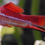 freshwater fish - xiphophorus helleri - swordtail stocking in 55 gallons tank - 3" Neon Swordtail