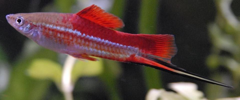freshwater fish - xiphophorus helleri - swordtail stocking in 55 gallons tank - 3" Neon Swordtail