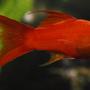 freshwater fish - xiphophorus helleri - hi fin lyretail swordtail stocking in 55 gallons tank - 4" Red Marigold Swordtail