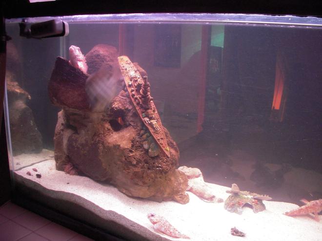 125 gallons saltwater fish tank (mostly fish, little/no live coral) - My hand made Tank! I made the rock structures out of lava rocks and concert. Caught every fish in the tank!! I did a WW2 Theme with 1 sunken japanese  ship,1 sunken submarine and 1 crashed  japanese  zero. volcano in the left corner lights up and bubbles!