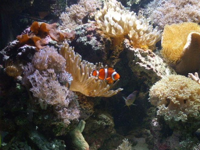 saltwater fish - amphiprion ocellaris - ocellaris clownfish stocking in 100 gallons tank - g4