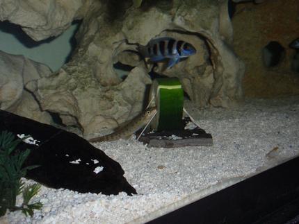 freshwater fish - lamprologus tretacephaleus - tretocephalus cichlid stocking in 90 gallons tank - algae eater and Treta having a little zucchini