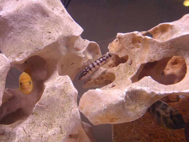 freshwater fish - julidochromis transcriptus - masked julie stocking in 90 gallons tank - venustus, lab and julie just hangin out