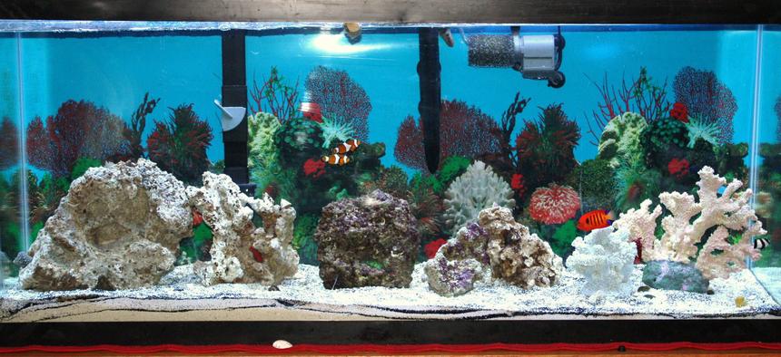 Rated #23: 55 Gallons Saltwater Fish Tank - My new salt 55 gal setup