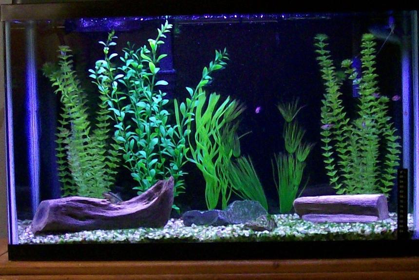 Rated #1498: 29 Gallons Freshwater Fish Tank - 3 Blue Three Spot Gourami, 6 Harlequin Rasboras, 1 Chinese Algae Eater, Artificial Plants-Tetra Water Wonders.
Natural driftwood and rocks.