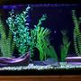 29 gallons freshwater fish tank (mostly fish and non-living decorations) - 3 Blue Three Spot Gourami, 6 Harlequin Rasboras, 1 Chinese Algae Eater, Artificial Plants-Tetra Water Wonders. Natural driftwood and rocks.