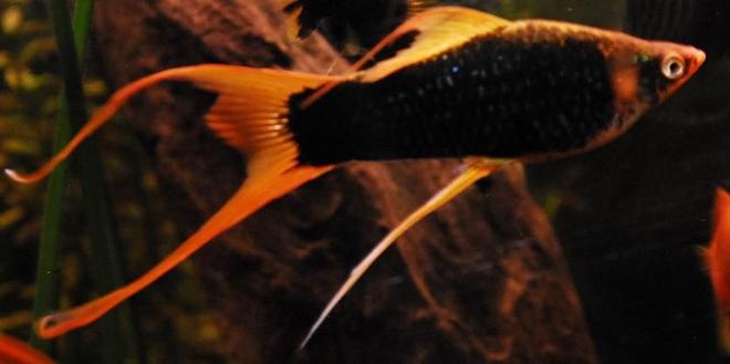 freshwater fish - xiphophorus helleri stocking in 55 gallons tank - 3" Black/Blue Marigold Swordtail