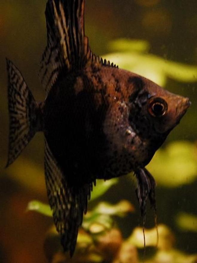freshwater fish - smokey leopard angel stocking in 55 gallons tank - 2" LeopardAngelfish