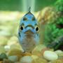 freshwater fish - nandopsis octofasciatum - electric blue jack dempsey stocking in 150 gallons tank - Electric Blue Jack Dempsey
