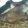 freshwater fish - synodontis eupterus - synodontis eupterus catfish stocking in 150 gallons tank - Synodontis Eupterus Catfish