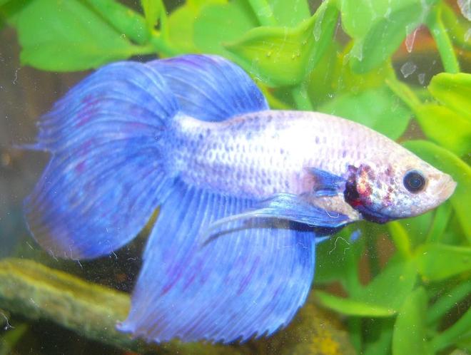 freshwater fish - betta splendens - betta - male stocking in 150 gallons tank - Betta
