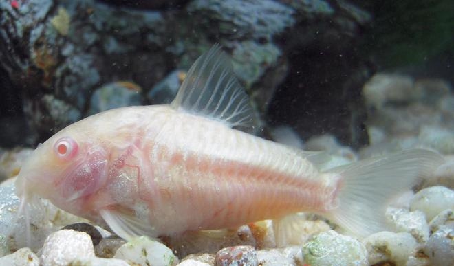 freshwater fish - corydoras aeneus - albino aeneus cory cat stocking in 150 gallons tank - Albino Cory Cat