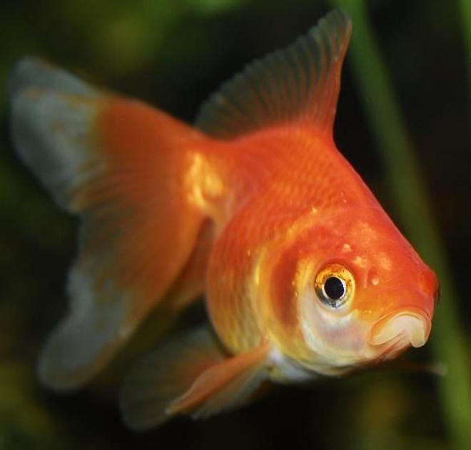 freshwater fish - carassius auratus - fantail goldfish stocking in 55 gallons tank - 2" Fantail Goldfish
