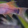 freshwater fish - xiphophorus helleri - neon swordtail stocking in 55 gallons tank - 4" Green Marigold Swordtail