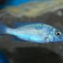 freshwater fish - cyrtocara moorii - blue dolphin cichlid stocking in 55 gallons tank - Haplochromis moorii African Cichlid
