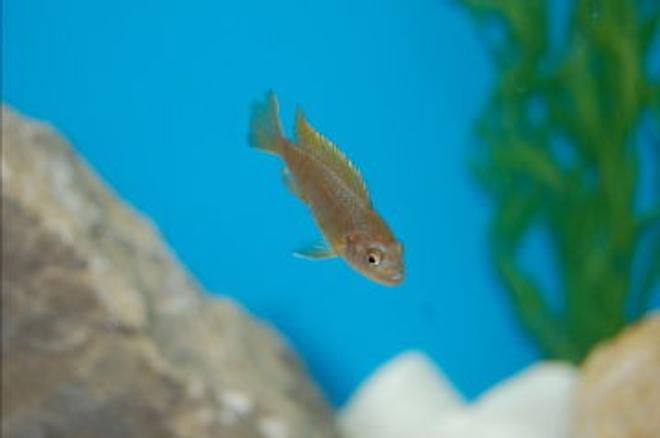 freshwater fish - pseudotropheus saulosi - saulos's mbuna stocking in 55 gallons tank - African Cichlid