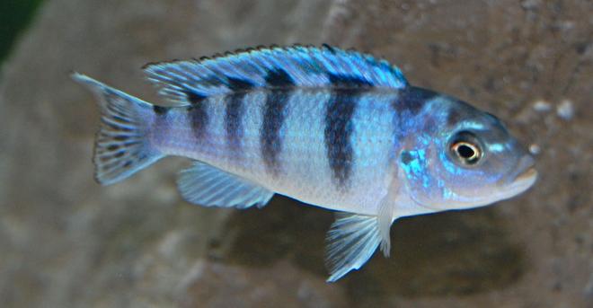 freshwater fish - metriaclima lombardoi - kenyi cichlid stocking in 55 gallons tank - African Cichlid