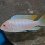 freshwater fish - pseudotropheus socolofi (albino) - albino socolofi stocking in 55 gallons tank - African Cichlid