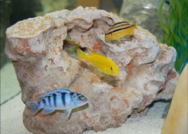 freshwater fish - melanochromis auratus - auratus cichlid stocking in 55 gallons tank - African Cichlid
