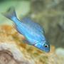 freshwater fish - cyrtocara moorii - blue dolphin cichlid stocking in 55 gallons tank - Haplochromis Moorii African Cichlid