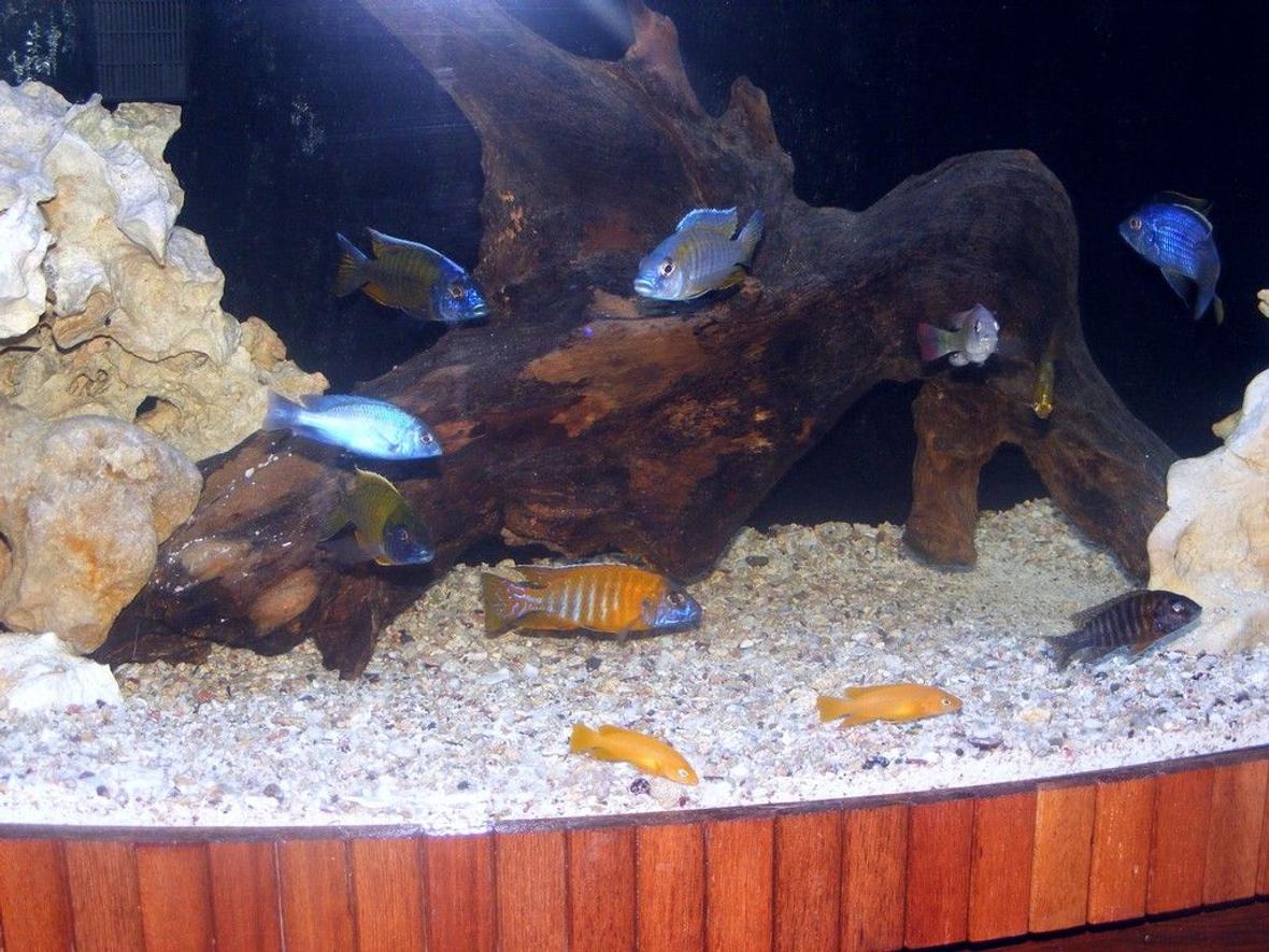 freshwater fish - cyrtocara moorii - blue dolphin cichlid stocking in 90 gallons tank - african cichlids mixed 90 gallons