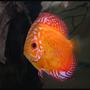 freshwater fish - golden candle discus stocking in 127 gallons tank - Golden Candle Discus