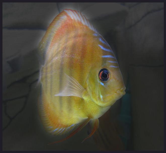 freshwater fish - discus santarem stocking in 127 gallons tank - Discus Santarem