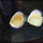 freshwater fish - albino yellow crystal stocking in 127 gallons tank - Discus Albino Yellow Chrystal