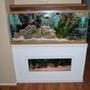 55 gallons freshwater fish tank (mostly fish and non-living decorations) - 55 Gallon African cichlid above 20 gallon SA cichlid tank