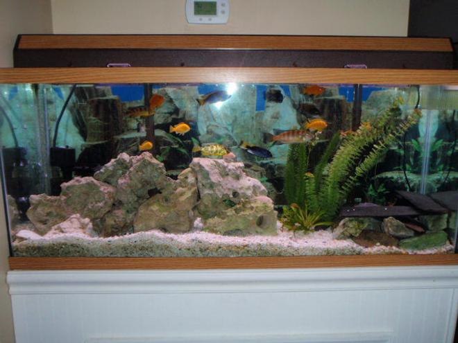 55 gallons freshwater fish tank (mostly fish and non-living decorations) - tank