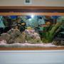55 gallons freshwater fish tank (mostly fish and non-living decorations) - tank