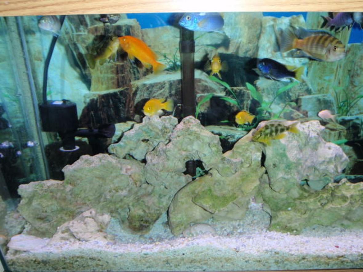 freshwater fish - nimbochromis venustus - venustus cichlid stocking in 55 gallons tank - h