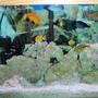 freshwater fish - nimbochromis venustus - venustus cichlid stocking in 55 gallons tank - h