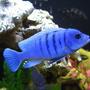 freshwater fish - cynotilapia afra - afra cichlid stocking in 125 gallons tank - Blue Reef !!!