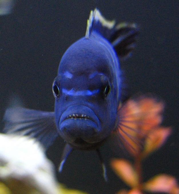 freshwater fish - pseudotropheus red top gallireya stocking in 125 gallons tank - Red top Dwarf bearing TEETH !!!