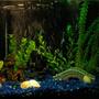 10 gallons freshwater fish tank (mostly fish and non-living decorations) - 10 gallon, fake plants, 6 Columbia Tetras and 2 corydora catfish