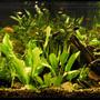 55 gallons planted tank (mostly live plants and fish) - 55 Gallon Community Planted Tank, Malaysian Driftwood, CO2, Angelfish, Neon Tetra, Sword tails, Platties, Mollies, Gouramis, Many Plants. LifeGlo2 6700K 40W. Millennium 3000 Filter. Taken 1/3/2009
