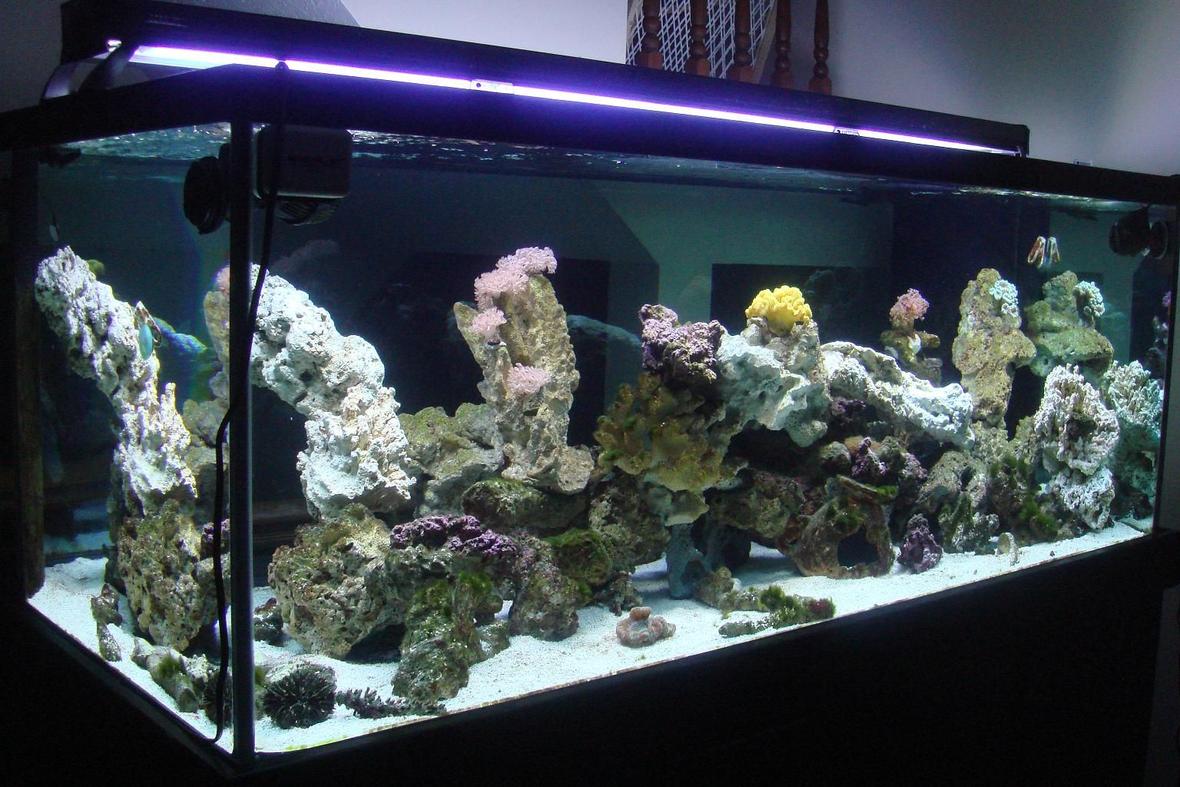 300 gallons reef tank (mostly live coral and fish) - 300 Gallon Saltwater Aqurarium. Mainly a fish only tank with some corals.