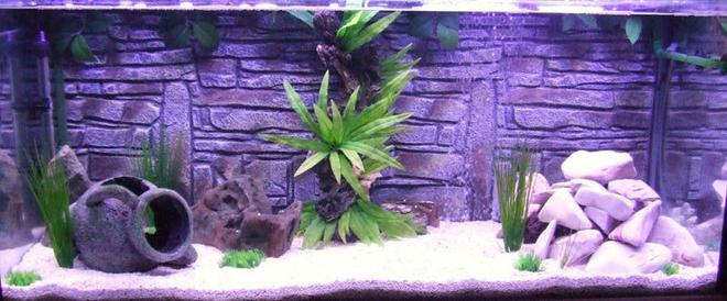 110 gallons freshwater fish tank (mostly fish and non-living decorations) - My New Tank Set Up, No fish in it yet