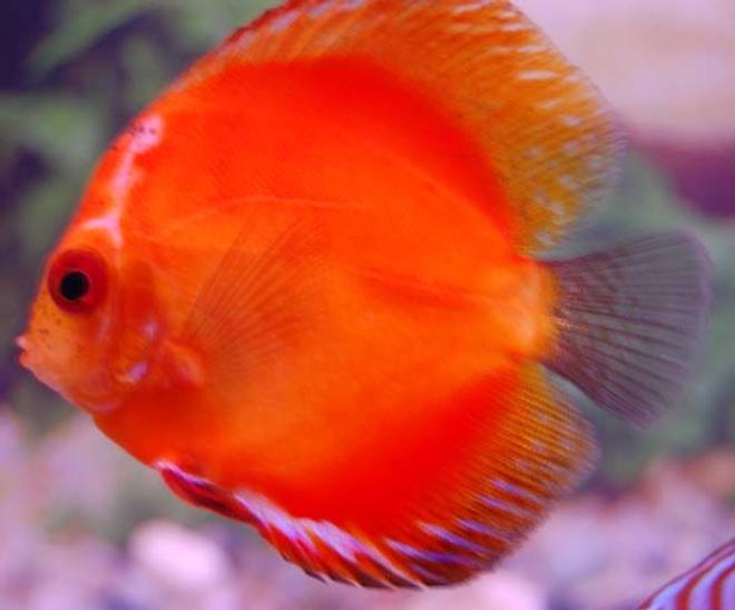 freshwater fish - red melon discus stocking in 38 gallons tank - red melon