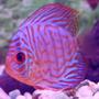 freshwater fish - symphysodon spp. - red turquoise discus stocking in 38 gallons tank - red turquoise