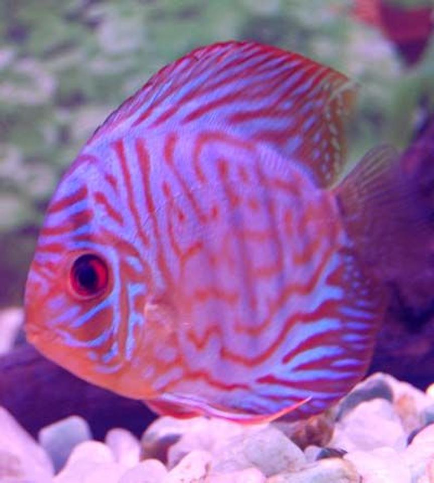 Rated #17: Freshwater Fish - Symphysodon Spp. - Red Turquoise Discus Stocking In 38 Gallons Tank - red turquoise