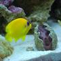 saltwater fish - centropyge flavissima - lemonpeel angelfish stocking in 60 gallons tank - Lemon Peel (Mercedes)