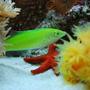 saltwater fish - halichoeres chloropterus - green wrasse stocking in 60 gallons tank - Green wrasse (Money)